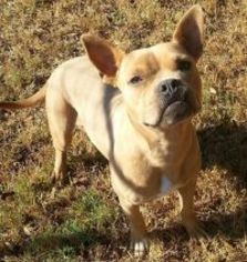 French Bulldog-Unknown Mix Dogs for adoption in Jefferson, TX, USA