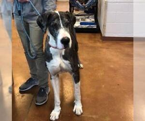 Great Dane Dogs for adoption in Denton, TX, USA