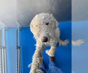 Poodle (Standard)-Unknown Mix Dogs for adoption in Calgary, Alberta, Canada