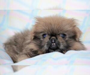 Pekingese Dogs for adoption in Bon Carbo, CO, USA