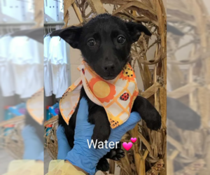 Collie-Unknown Mix Dogs for adoption in SHERBURNE, NY, USA