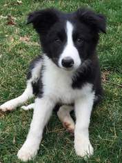 Medium Photo #1 Border Collie Puppy For Sale in Lee's Summit, MO, USA
