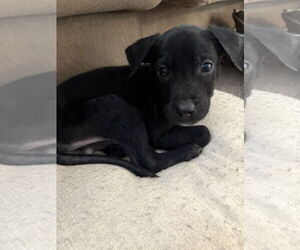 Labrador Retriever-Unknown Mix Dogs for adoption in Mount Pleasant, SC, USA