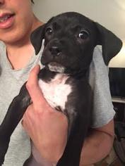 Labrador Retriever Dogs for adoption in Bronx, NY, USA