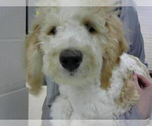 Labradoodle Dogs for adoption in Fort Wayne, IN, USA