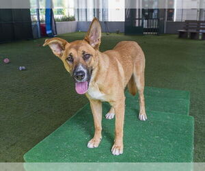 Carolina Dog Dogs for adoption in Pasadena, CA, USA