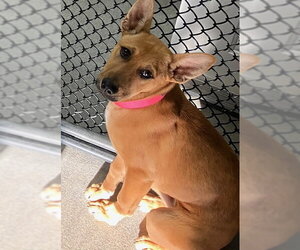 Mutt Dogs for adoption in Sterling, MA, USA