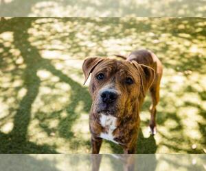 Mastiff-Unknown Mix Dogs for adoption in Orlando, FL, USA