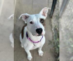 American Pit Bull Terrier Dogs for adoption in Santa Maria, CA, USA