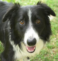 Border Collie Dogs for adoption in Media, PA, USA