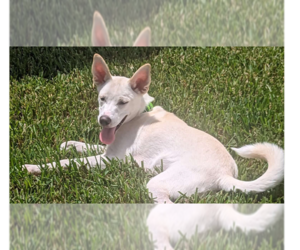 Medium Photo #2 Huskies -Labrador Retriever Mix Puppy For Sale in Tampa, FL, USA