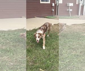 Border-Aussie Dogs for adoption in Polson, MT, USA