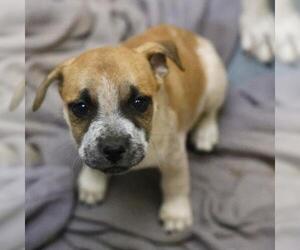 American Staffordshire Terrier-Unknown Mix Dogs for adoption in San Antonio, TX, USA