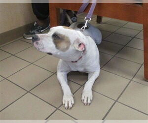 American Pit Bull Terrier-Unknown Mix Dogs for adoption in Ocala, FL, USA