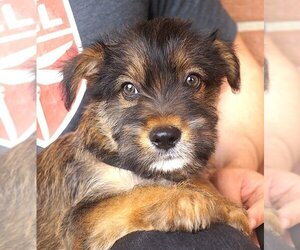 Cairn Terrier-Unknown Mix Dogs for adoption in Carrollton, TX, USA