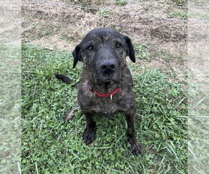 Mutt Dogs for adoption in Osgood, IN, USA