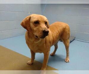 Labrador Retriever-Unknown Mix Dogs for adoption in Moreno Valley, CA, USA