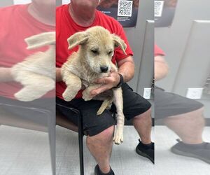 Mutt Dogs for adoption in Calgary, Alberta, Canada