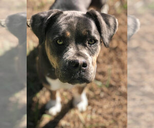 Rottweiler-American Pit Bull Terrier Dogs for adoption in  Fort Mill , SC, USA