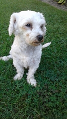 Maltese Dogs for adoption in Tonawanda, NY, USA