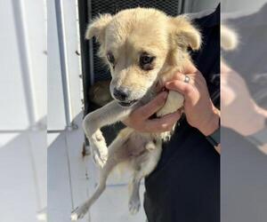 Chihuahua-Unknown Mix Dogs for adoption in Bakersfield, CA, USA