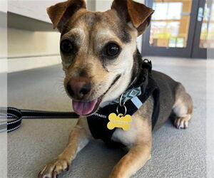 Chihuahua Dogs for adoption in Pasadena, CA, USA