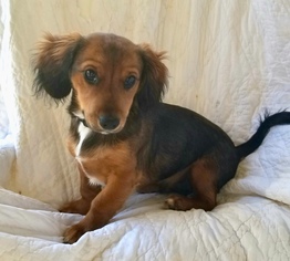 Dachshund Dogs for adoption in Brownsboro, AL, USA