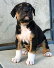 Boxador Dogs for adoption in San Diego, CA, USA