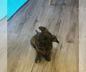 Mutt Dogs for adoption in Fargo, ND, USA