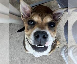 Mutt Dogs for adoption in San Antonio, TX, USA