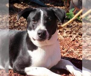 Lab-Pointer Dogs for adoption in Von Ormy, TX, USA
