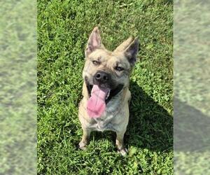 Holland Shepherd-Unknown Mix Dogs for adoption in Decatur, IL, USA