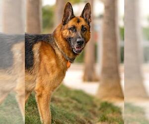 German Shepherd Dog Dogs for adoption in Marina del Rey, CA, USA