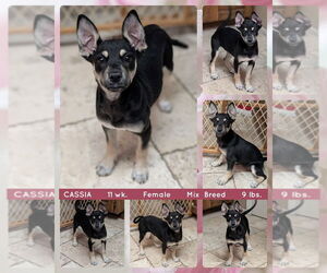 Australian Kelpie-Unknown Mix Dogs for adoption in Mesa, AZ, USA