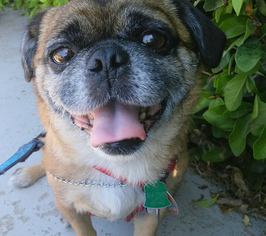 Pug-Unknown Mix Dogs for adoption in Midway City, CA, USA