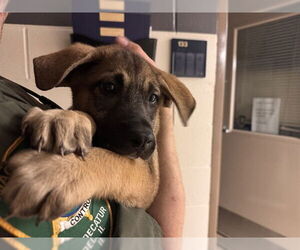 German Shepherd Dog-Great Pyrenees Mix Dogs for adoption in Decatur, IL, USA