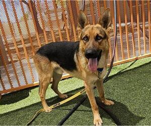 German Shepherd Dog-Unknown Mix Dogs for adoption in Las Vegas, NV, USA