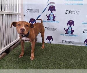 American Pit Bull Terrier-Unknown Mix Dogs for adoption in Orlando, FL, USA