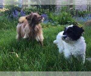 Maltipoo Dogs for adoption in Arlington, WA, USA
