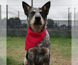 Mutt Dogs for adoption in San Antonio, TX, USA