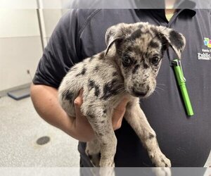 Catahoula Leopard Dog-German Shepherd Dog Mix Dogs for adoption in Houston, TX, USA