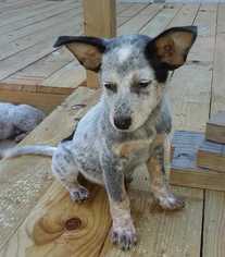 Mutt Dogs for adoption in Azle, TX, USA