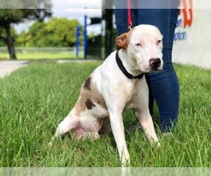 Catahoula Leopard Dog Dogs for adoption in Fort Lauderdale, FL, USA