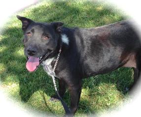Labrador Retriever-Unknown Mix Dogs for adoption in Atwood, CA, USA