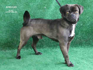 Pug Dogs for adoption in Hanford, CA, USA