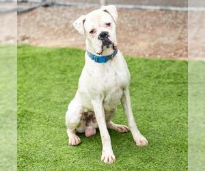 Bulloxer Dogs for adoption in Camarillo, CA, USA