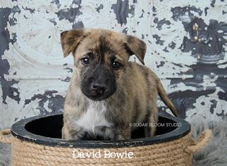 Borador Dogs for adoption in Littleton, CO, USA