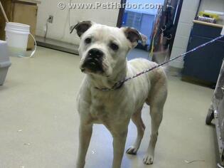 American Bulldog Dogs for adoption in Fayetteville, NC, USA