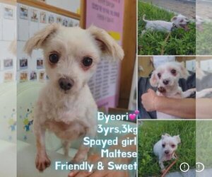 Maltese Dogs for adoption in Agoura Hills, CA, USA