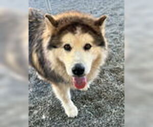 - Mix Dogs for adoption in Woodland, CA, USA